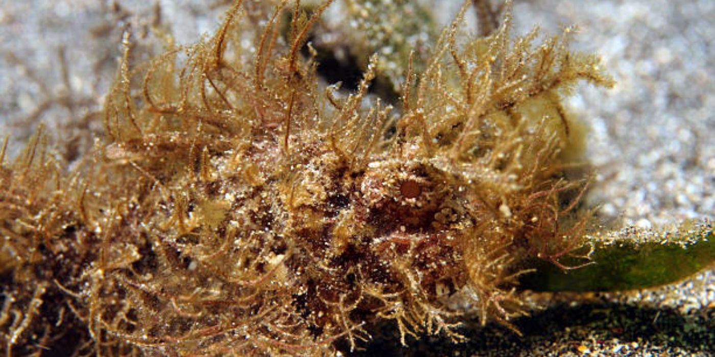 What Defines Thoracostoma Nematodes and Their Adaptations to Seaweed Habitats?